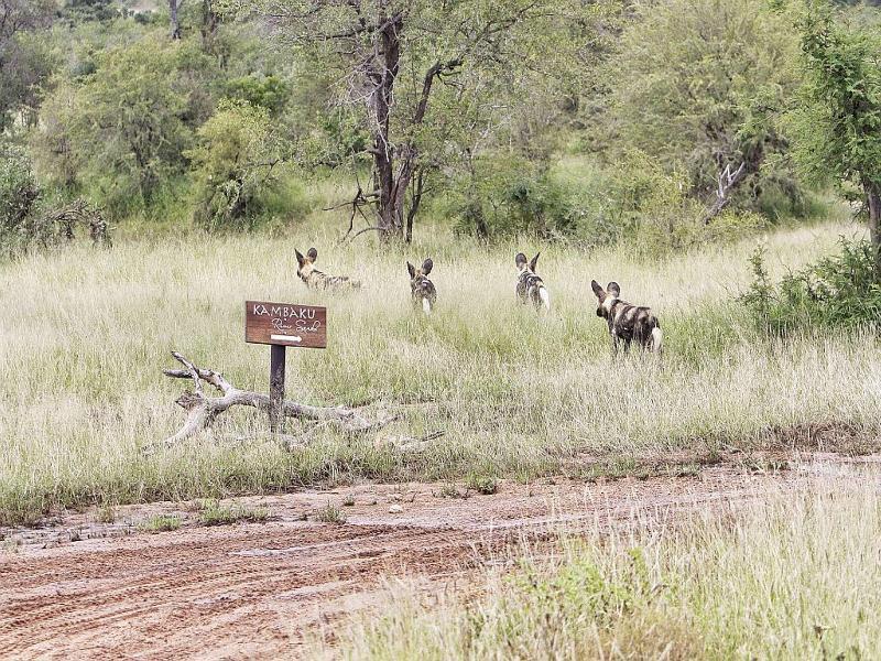 Kambaku River Sands Hotel Hoedspruit Eksteriør billede